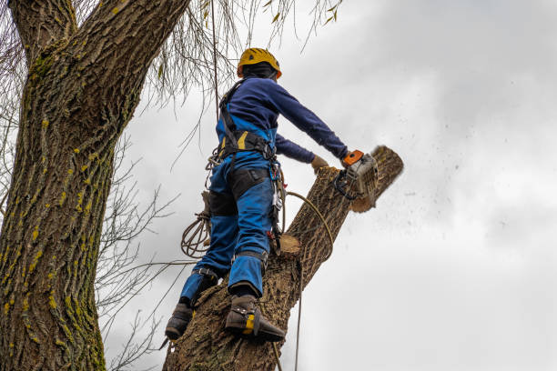 Best Tree Removal Contractors  in USA